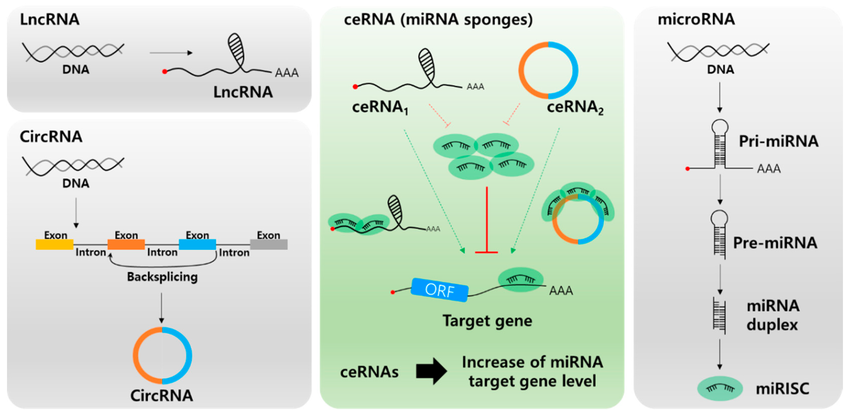 Biogenesis-of-long-non-coding-RNA-lncRNA-top-left-circular-RNA-circRNA-bottom.png